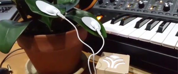 Las plantas cantan con PlantWave, un dispositivo MIDI que convierte sus biorritmos en música